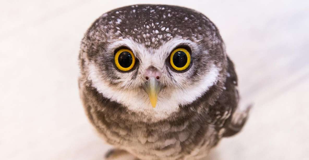 Owl Cafe Tokyo Akiba Fukurou - Owl Café Tokyo Akiba Fukurou: Akihabara’s Feathered 50 Minutes