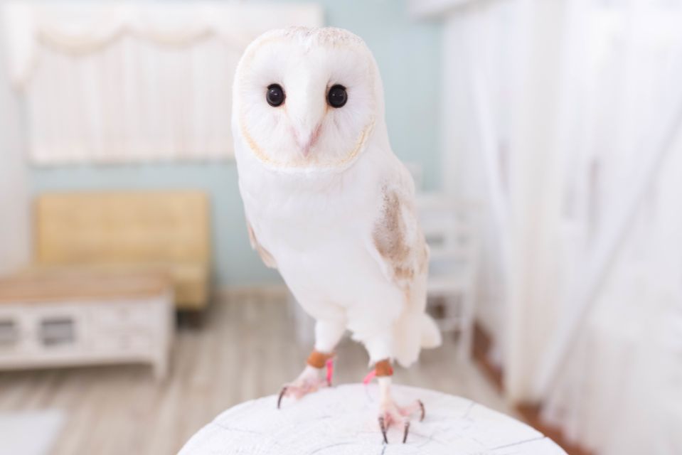 Owl Cafe Tokyo Akiba Fukurou - The Rules You’ll Follow: Hand Disinfection and Respectful Handling