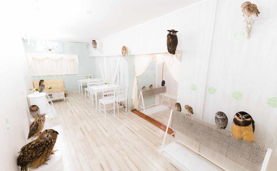 Owl Cafe Tokyo Akiba Fukurou - Your Reserved Slot: How the Experience Stays Smooth in Akihabara