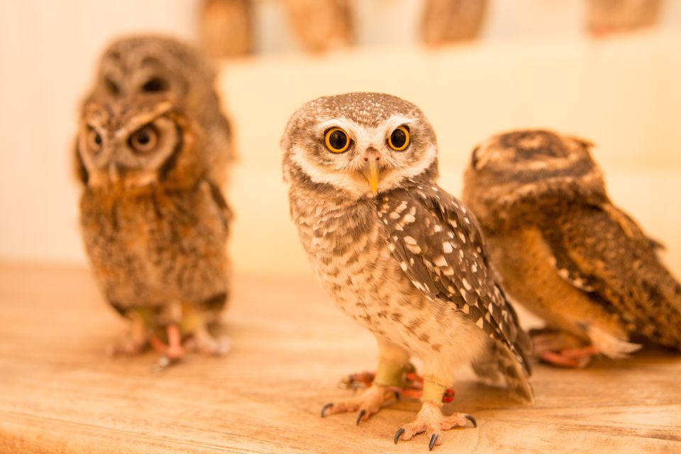 Owl Cafe Tokyo Akiba Fukurou - The Main Moment: Learning Owl Etiquette Before You Touch