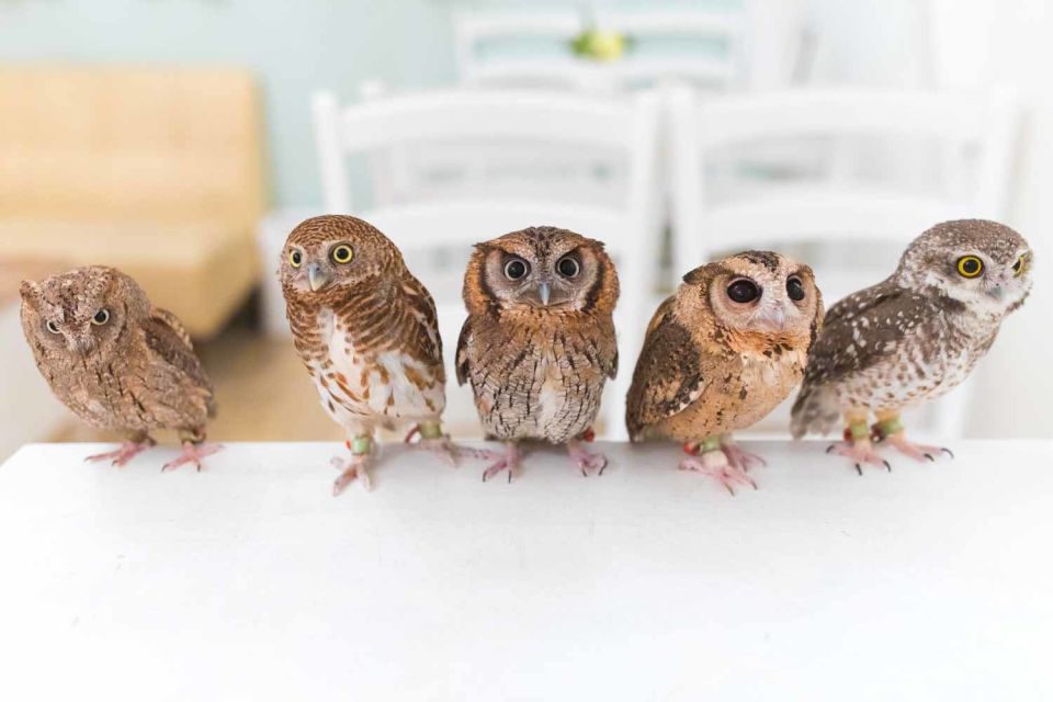 Owl Cafe Tokyo Akiba Fukurou - Holding Owls and Getting Up Close: What You Can Expect