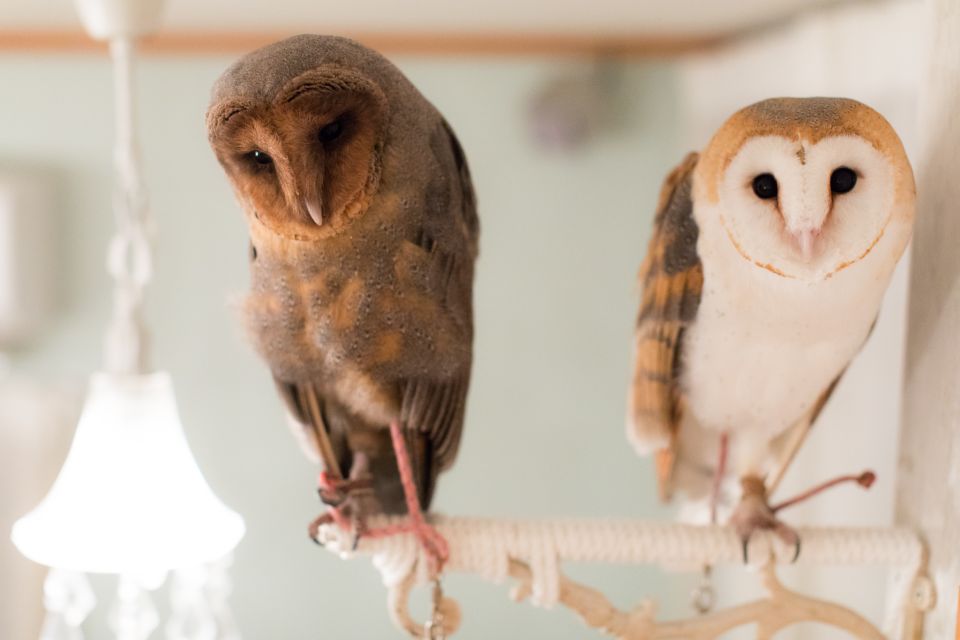 Owl Cafe Tokyo Akiba Fukurou - Photographing Owls: Photo Fee Included, Flash Not Included