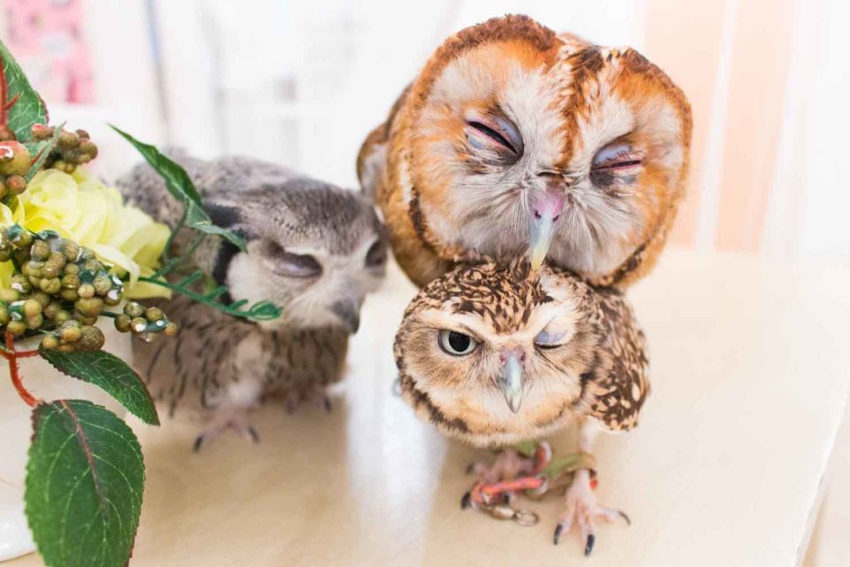 Owl Cafe Tokyo Akiba Fukurou - “Café” Confusion: What You Should Know About Food and Drinks