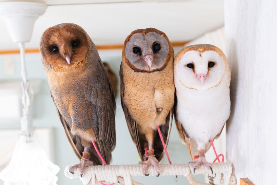 Owl Cafe Tokyo Akiba Fukurou - Entering The Owl Café: Meeting Point and What You’ll Do First