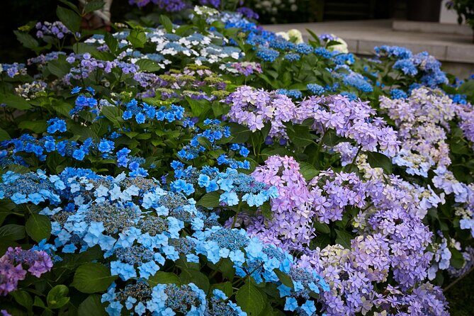 Private Car Tour to see Highlights of Kamakura, Enoshima, Yokohama from Tokyo - Hasedera Temple: Flowers Through the Seasons Plus a Major Kannon Statue