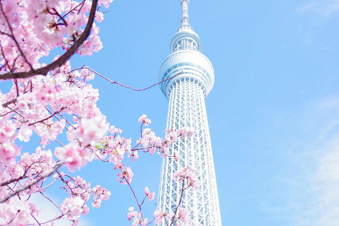 Private Tour in Tokyo with English speaking driver - Ueno Park for Cherry Blossom Season (and a Break From Screenshots)