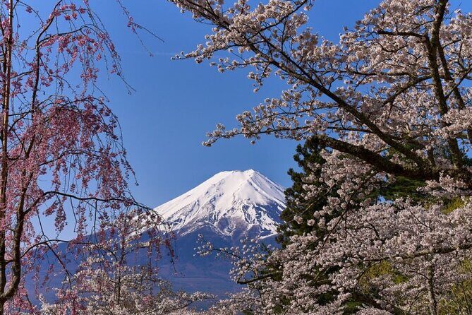 Private tour to Mount Fuji with an English driver from Tokyo - Stop 2: Oshino Hakkai ponds for a calmer pace