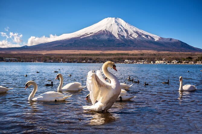 Private Tour with a Local Guide - Learn about daily life in Japan - Price and value: $88.68 per person for a short, guided day