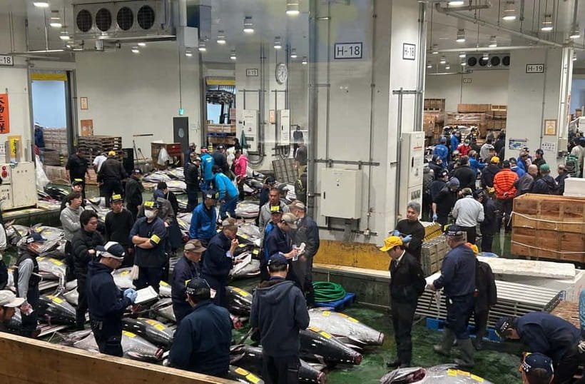 Private Toyosu & Tsukiji Market Adventure with Tuna Auction - A 5am Start That Feels Worth It