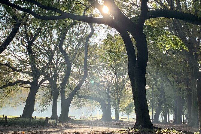 Sacred Morning Walk and Brunch Meiji Shrine - Brunch in Harajuku: budget it and make it yours