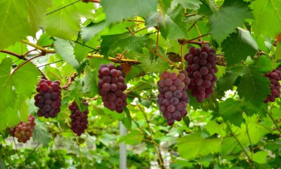 Seasonal Mt. Fuji Scenic Views, Fruit Picking and Ropeway! - One Day, Many Looks: What This Tour Is Best At