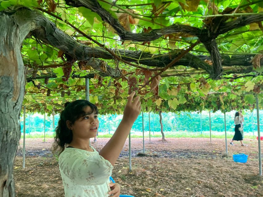 Seasonal Mt. Fuji Scenic Views, Fruit Picking and Ropeway! - Fruit Picking by Month: Strawberries, Cherries, Peaches, Grapes