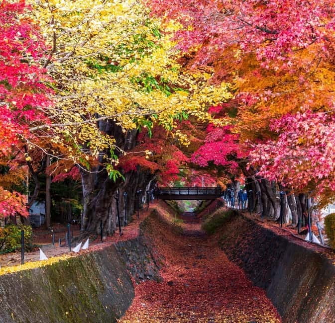 Seasonal Mt. Fuji Scenic Views, Fruit Picking and Ropeway! - Who This Tour Fits Best