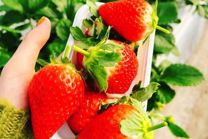 Seasonal Mt. Fuji Scenic Views, Fruit Picking and Ropeway Ride! - Seasonal fruit picking in Yamanashi: fun, snacks, and how the fruit works