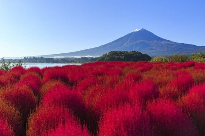 Seasonal Mt. Fuji Scenic Views, Fruit Picking and Ropeway Ride! - Guides and group pace: the difference between good and great days