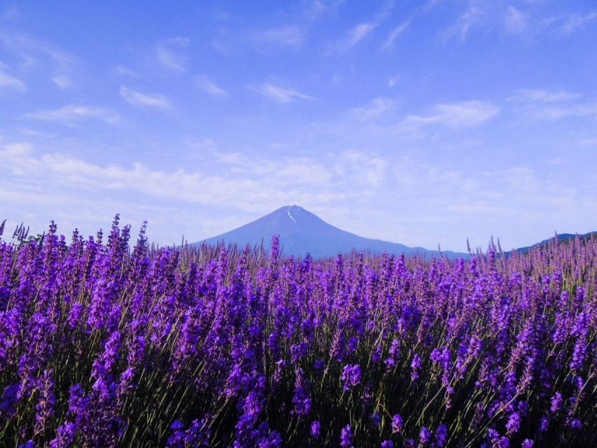 Seasonal Mt. Fuji Scenic Views, Fruit Picking and Ropeway! - Kawaguchiko Ropeway: Your Shortcut to Big Views