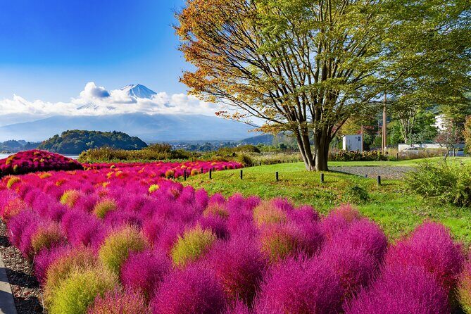 Small Group Tour Mount Fuji and Lake Kawaguchi from Tokyo - Your starting point at 7:50 am and why the early start helps