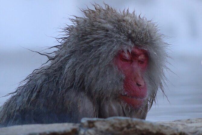 Snow Monkey Nagano Day Tour by Car English Driver in Person Guide - Jigokudani Snow Monkey Park: the famous hot-spring moment