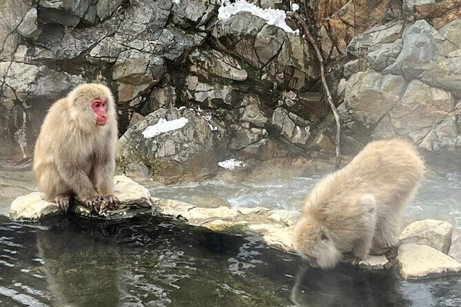 Snow Monkey Nagano Day Tour by Car English Driver in Person Guide - Who this tour is best for