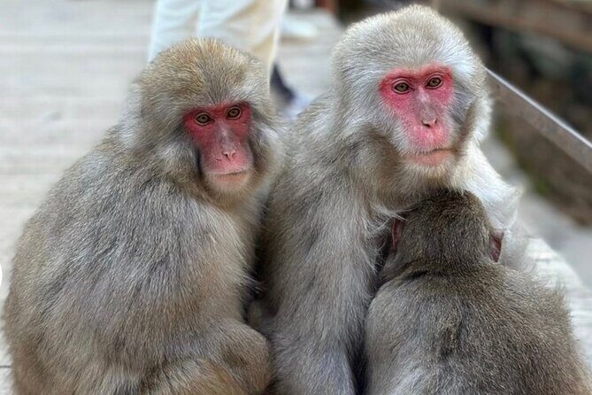 Snow Monkey Nagano Day Tour by Car English Driver in Person Guide - Price and what $788 per group buys you