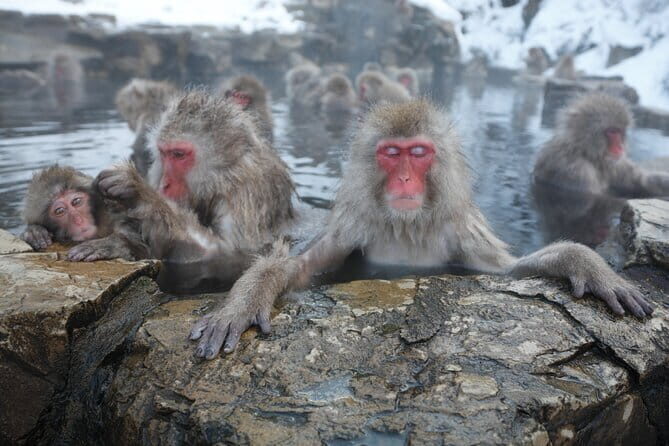 Snow Monkey Park and Miso Production Tour Bullet Train from Tokyo - Key things I’d circle on your plan