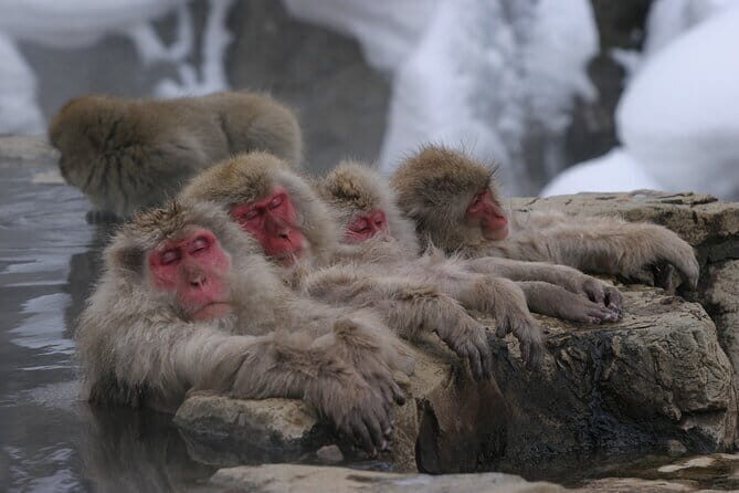 Snow Monkey Park and Miso Production Tour Bullet Train from Tokyo - Stop 1: Salty-perfection miso making at 塩屋醸造
