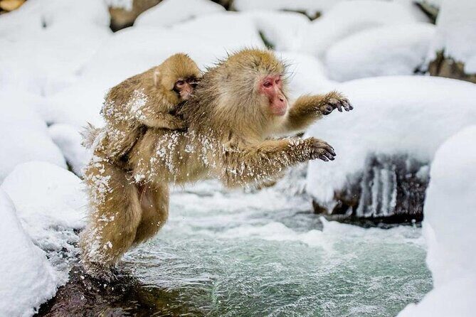 Snow Monkey Park & Zenkoji Temple Nagano Pvt. Full Day Tour. - Key highlights at a glance