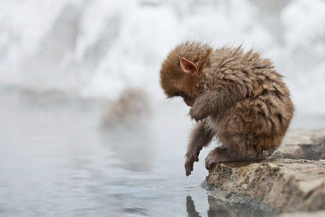 Snow Monkey Park & Zenkoji Temple Nagano Pvt. Full Day Tour. - Tokyo to Nagano in one day: the real value of privacy