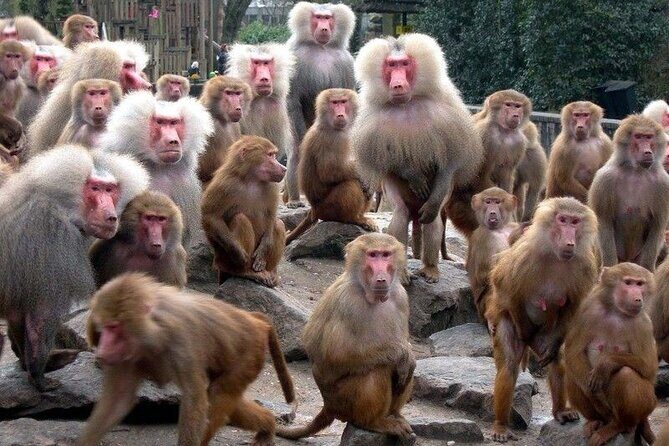 Snow Monkey Park & Zenkoji Temple Nagano Pvt. Full Day Tour. - Enza Cafe and Ramen Enza: a break that helps you enjoy the rest of the day