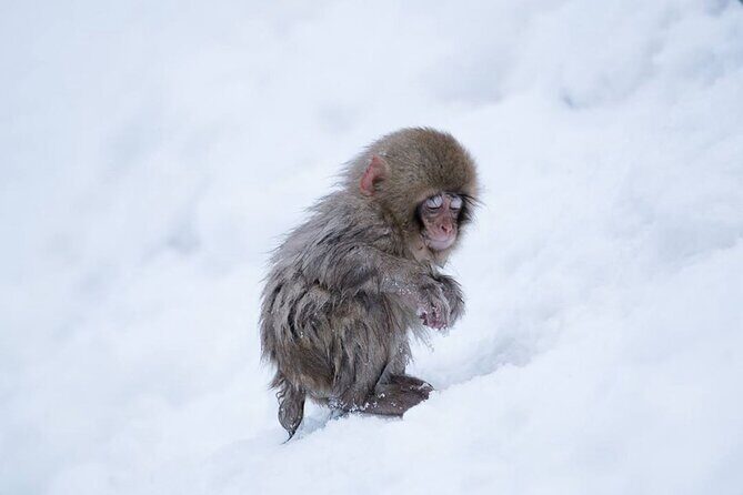 Snow Monkey Park & Zenkoji Temple Nagano Pvt. Full Day Tour. - Jigokudani Snow Monkey Park: hot springs, snow-or-not, and the muddy part