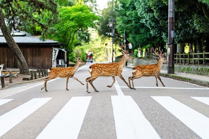 Super Express Nara & Kyoto Private 1-Day Tour from Tokyo - Key highlights to know before you go
