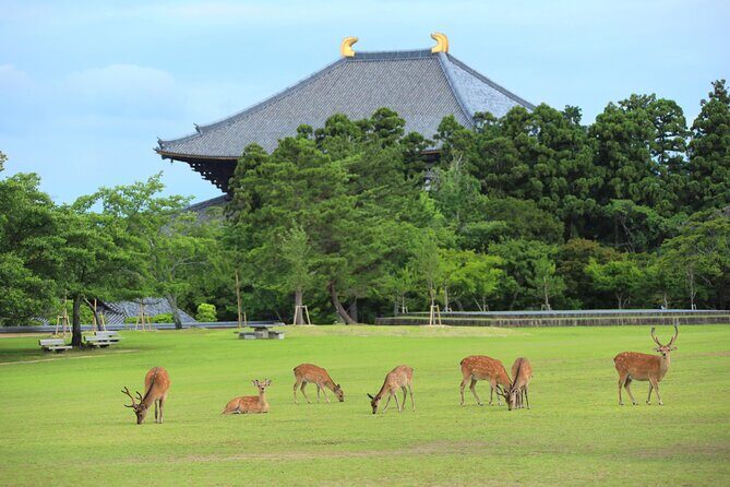 Super Express Nara & Kyoto Private 1-Day Tour from Tokyo - Tokyo to Kyoto in time to feel the day start