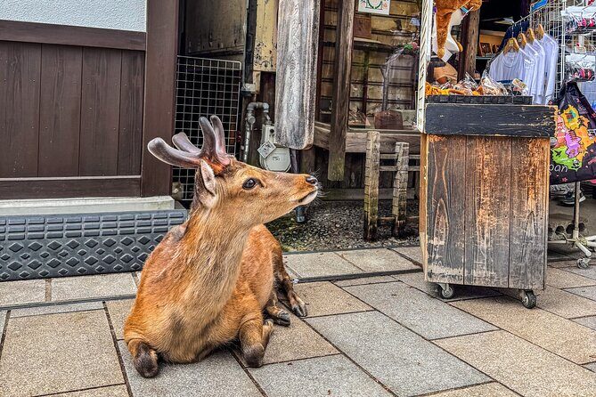 Super Express Nara & Kyoto Private 1-Day Tour from Tokyo - A short taste of Nara city: feel the old capital mood