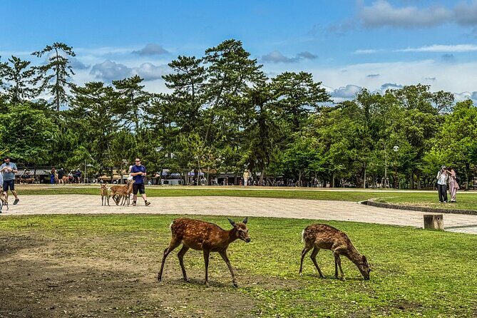 Super Express Nara & Kyoto Private 1-Day Tour from Tokyo - Kyoto Station transfer and the afternoon shift into shrine mode
