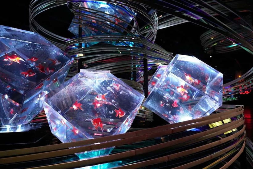 Tokyo: Art Aquarium Museum GINZA Entry Ticket - Key things you’ll notice