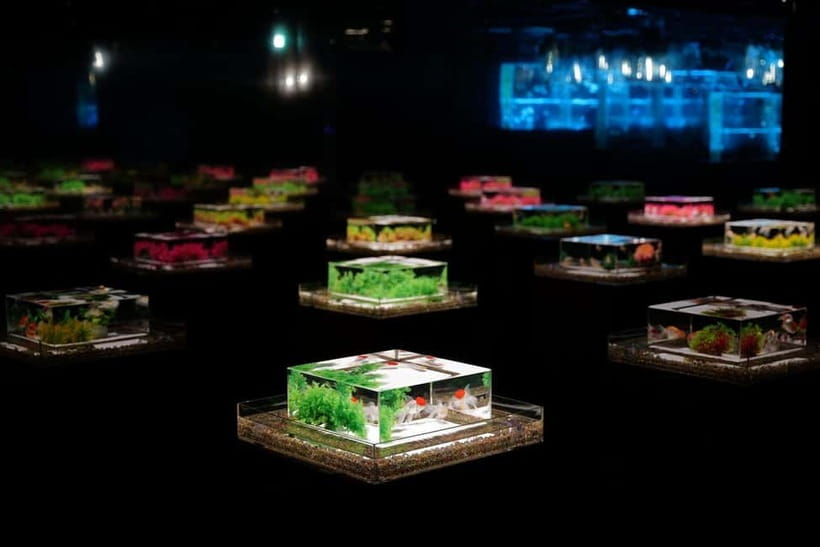 Tokyo: Art Aquarium Museum GINZA Entry Ticket - What the Light, Music, and Scent Experience Feels Like