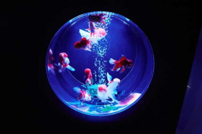 Tokyo: Art Aquarium Museum GINZA Entry Ticket - Finding the Ticket Counter Inside Ginza Mitsukoshi