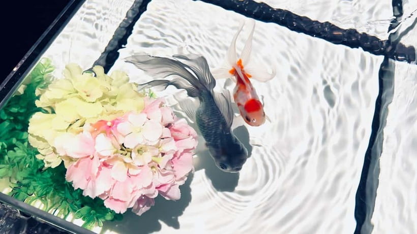 Tokyo: Art Aquarium Museum GINZA Entry Ticket - Who Should Book This and Who Might Skip It