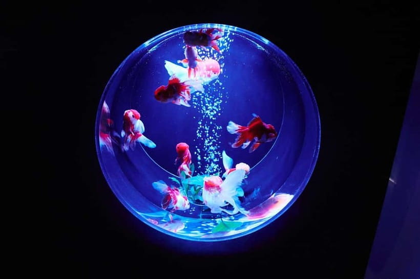 Tokyo: Art Aquarium Museum GINZA Entry Ticket - Finding the Ticket Counter Inside Ginza Mitsukoshi
