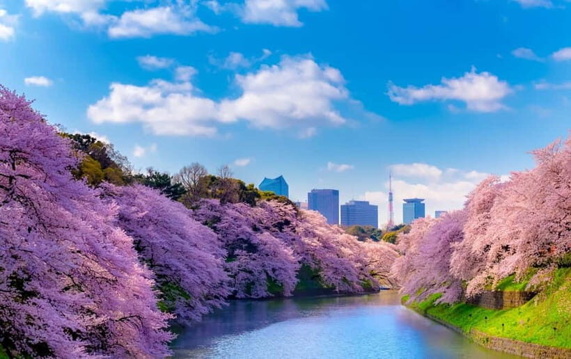 Tokyo Cherry Blossom Express Tour with Boat Ride - Key highlights to know before you go