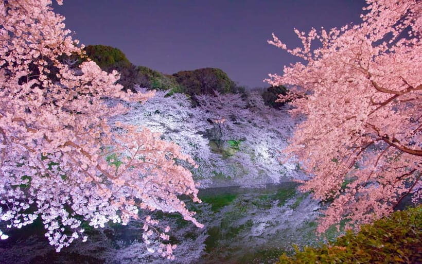 Tokyo Cherry Blossom Express Tour with Boat Ride - Cherry blossoms in Tokyo: timing and expectations that actually help