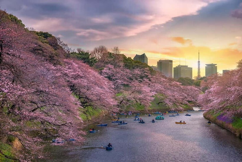 Tokyo Cherry Blossom Express Tour with Boat Ride - Pace, group flow, and what an English guide adds