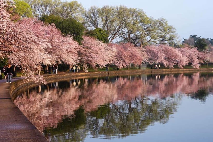 Tokyo Cherry Blossom Express Tour with Boat Ride - Meeting at Koishikawa Korakuen: where the day begins