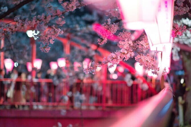 Tokyo Cherry Blossom Half Day Walking Tour with a Local Guide - Key highlights you’ll feel on the day