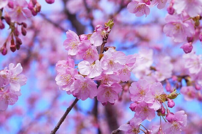 Tokyo Cherry Blossom Half Day Walking Tour with a Local Guide - Why this half-day sakura plan works in Tokyo