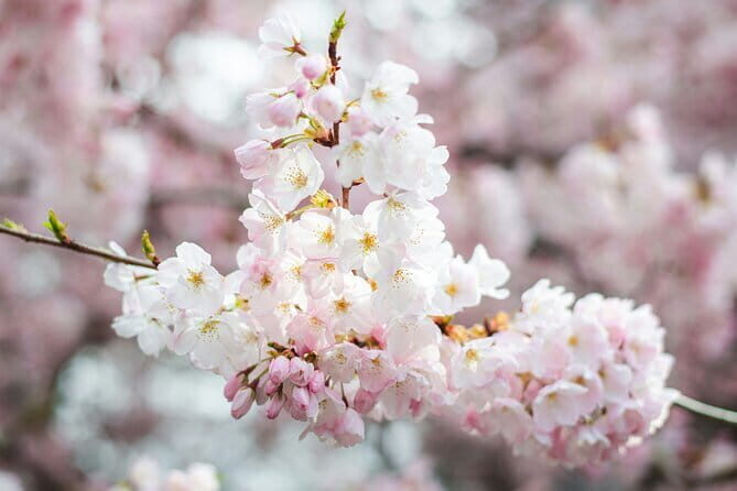 Tokyo Cherry Blossom Matcha Experience in Yoyogi Park (Shibuya) - What Makes the Rare Uji Matcha Part Worth Paying For