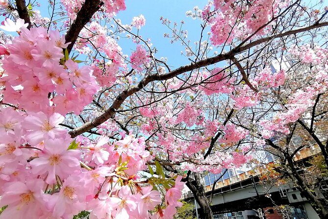 Tokyo Cherry Blossoms blooming spots E-bike Tour, 3hrs - Getting Set at the Kanda Base Without Feeling Rushed