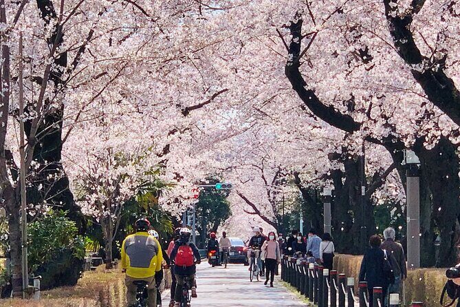 Tokyo Cherry Blossoms blooming spots E-bike Tour, 3hrs - Sotobori Park: Riding the Blossom Lined Outer Moat View