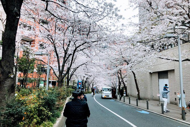 Tokyo Cherry Blossoms blooming spots E-bike Tour, 3hrs - The Tour Experience You’re Really Paying For: Guide + Route Design
