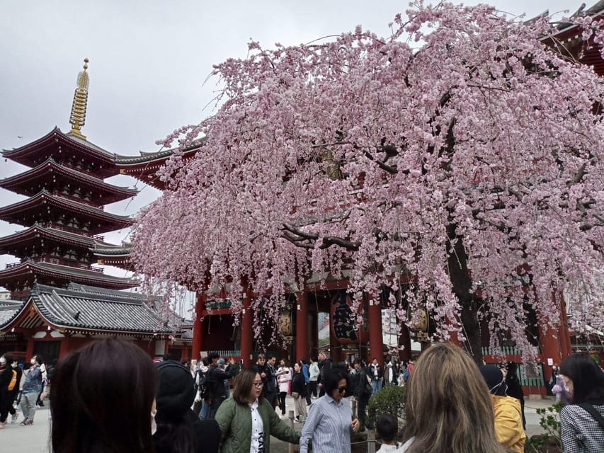 Tokyo: Full-day Immersive Private Tour by Premium Car - Getting Around: Premium Car, Petrol and Tolls Covered, and WiFi On Board